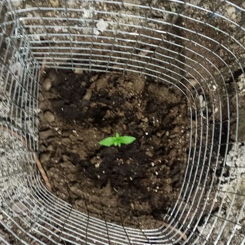 24 K growlog photo: Se agregó tierra para enderezar el tallo largo y débil 