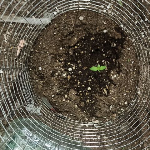 Power  #2 growlog timeline photo
