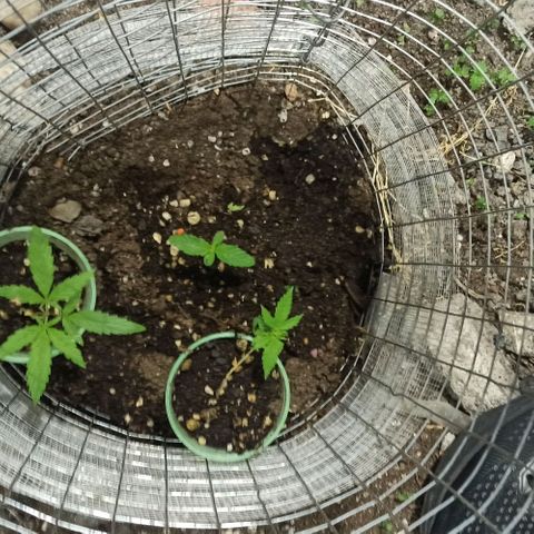 Power  #2 growlog timeline photo