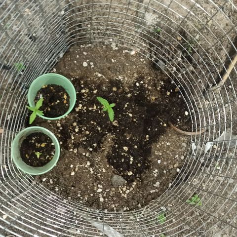 Power  #2 growlog timeline photo