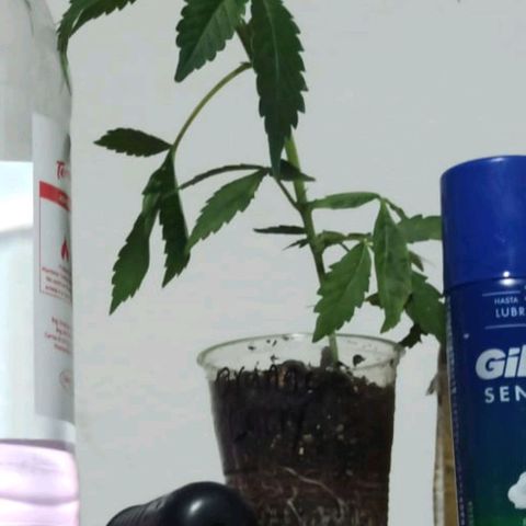 Larry growlog timeline photo