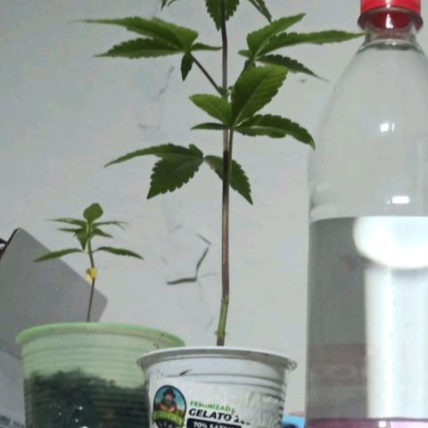 Gelato growlog timeline photo
