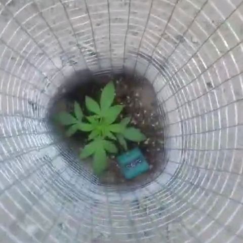 Power  #1 growlog timeline photo