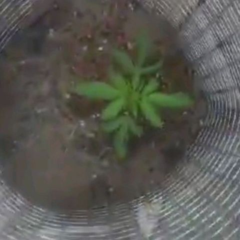 Power  #2 growlog timeline photo