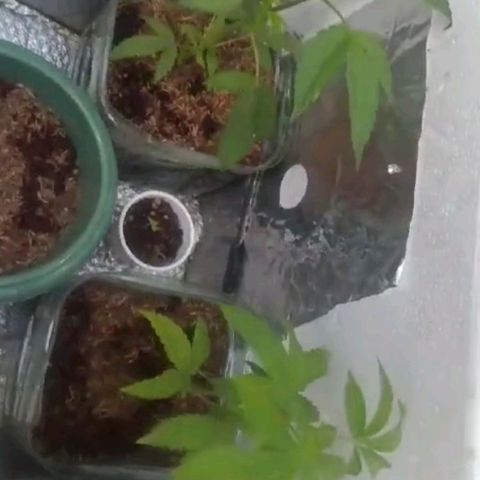 Larry growlog timeline photo