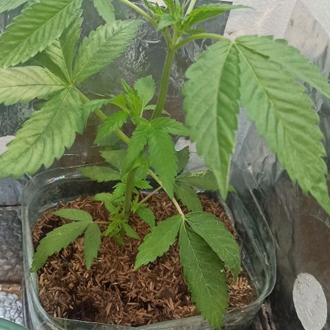 Larry growlog timeline photo