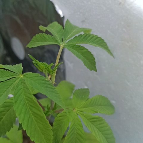 Gelato growlog timeline photo