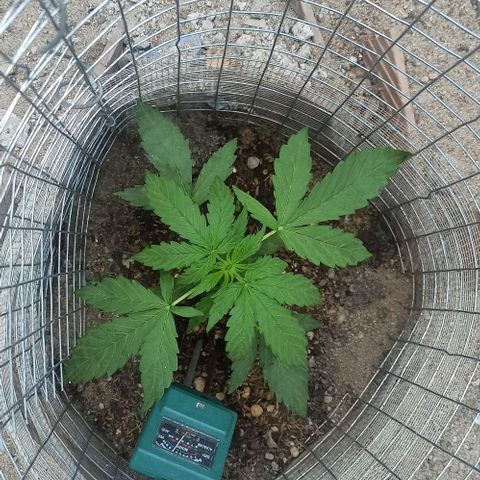 Power  #1 growlog timeline photo