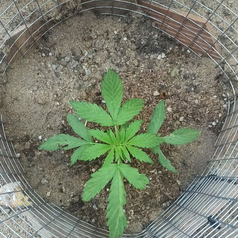 Power  #2 growlog timeline photo