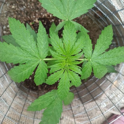 Power  #1 growlog timeline photo