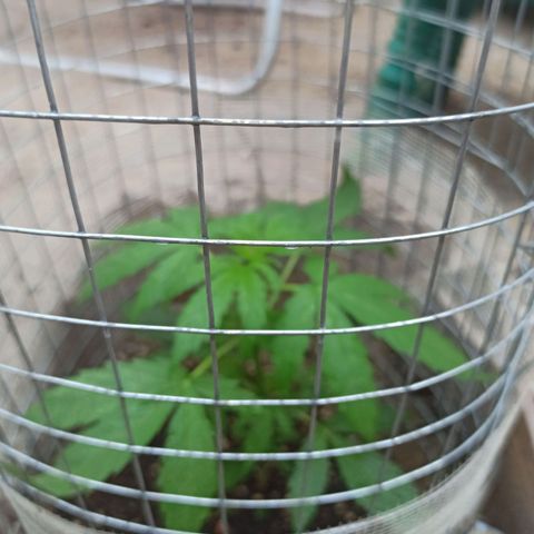 Power  #1 growlog timeline photo