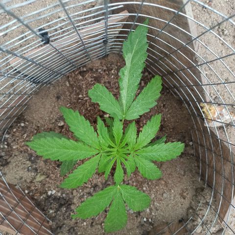 Power  #2 growlog timeline photo