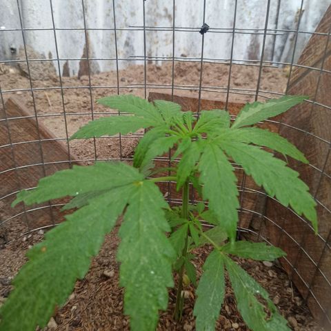 Power  #2 growlog timeline photo