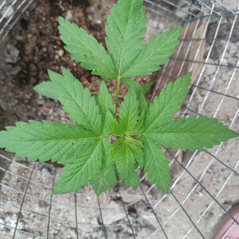 24 K growlog timeline photo