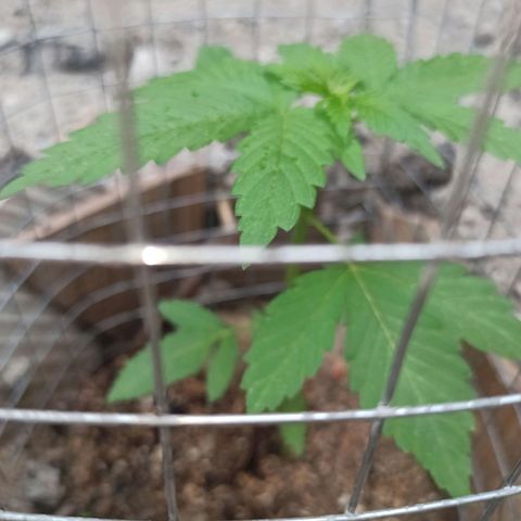 24 K growlog timeline photo