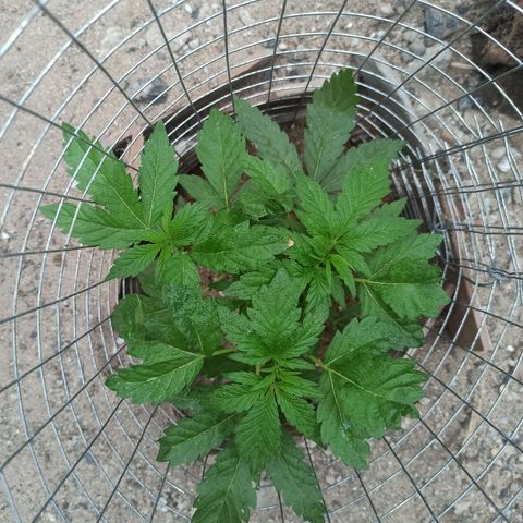 GMO #1 growlog timeline photo