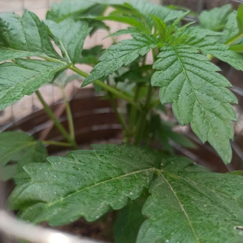 GMO #1 growlog timeline photo