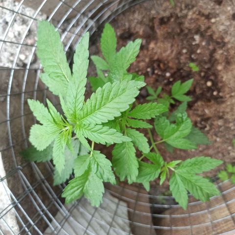 GMO #2 growlog timeline photo