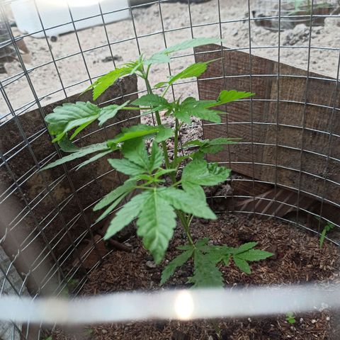 GMO #2 growlog timeline photo