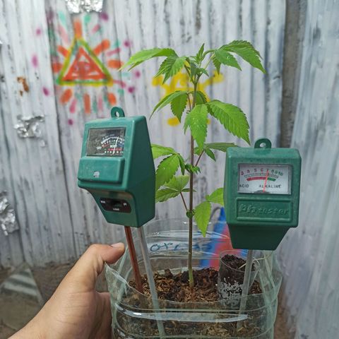 Gelato growlog timeline photo