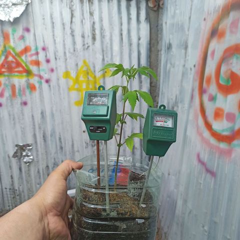 Gelato growlog timeline photo