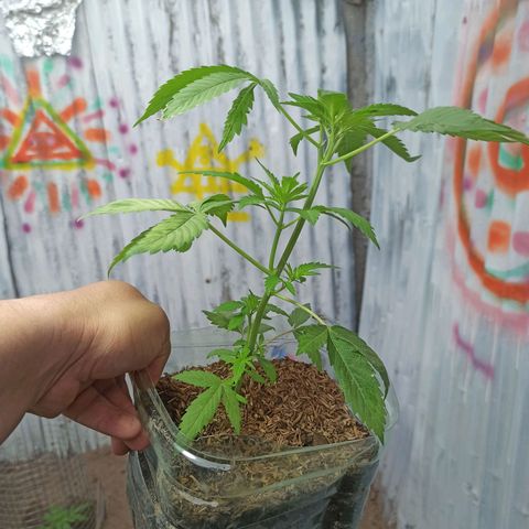 Larry growlog timeline photo