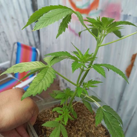 Larry growlog timeline photo
