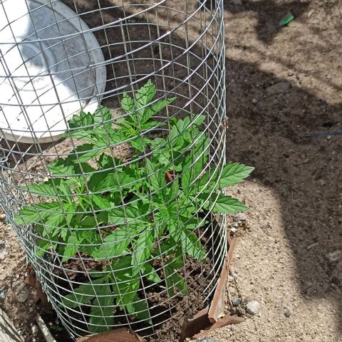 GMO #1 growlog timeline photo
