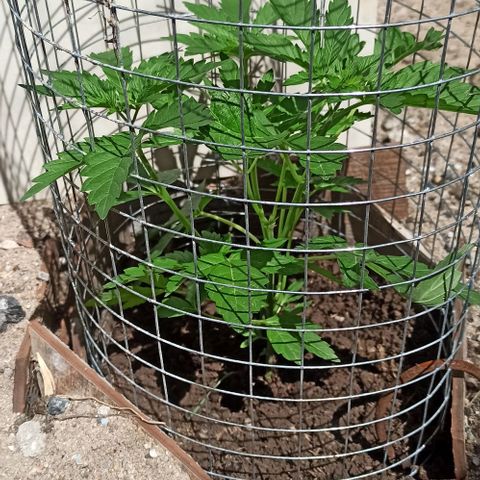 GMO #1 growlog timeline photo