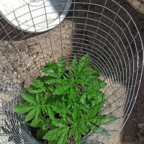 GMO #1 growlog timeline photo
