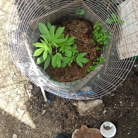 GMO #2 growlog timeline photo