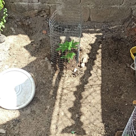 24 K growlog timeline photo