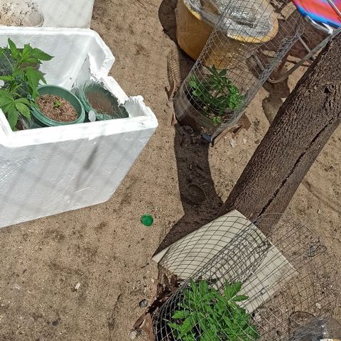 GMO #2 growlog timeline photo