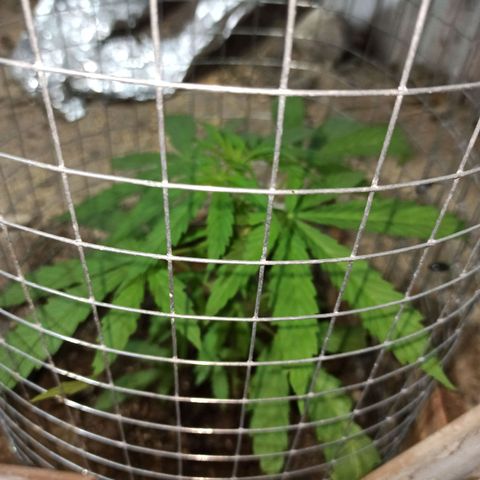 Power  #2 growlog timeline photo