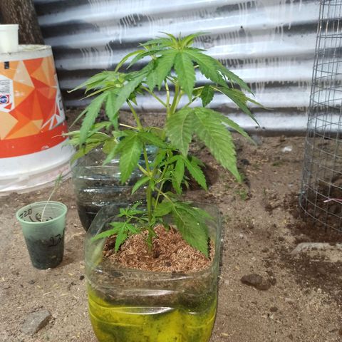 Larry growlog timeline photo