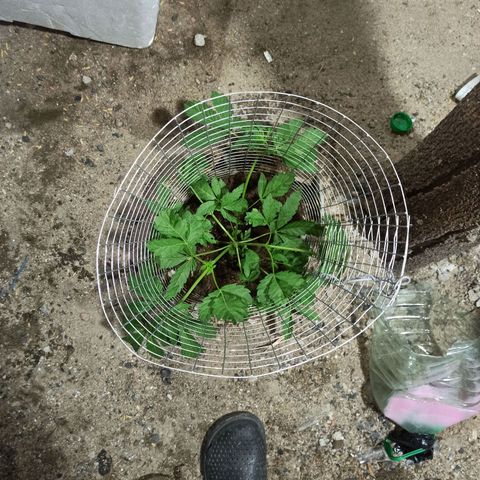 GMO #1 growlog timeline photo