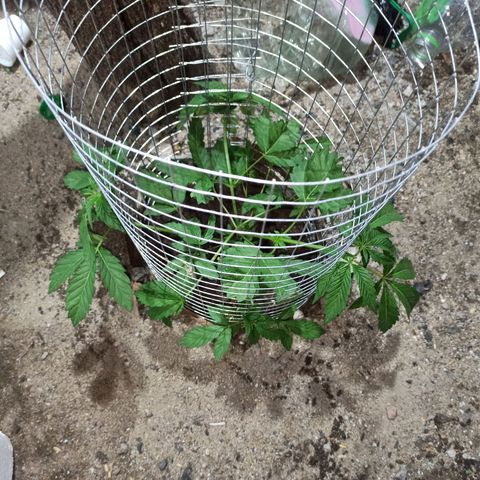 GMO #1 growlog timeline photo