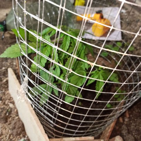 GMO #2 growlog timeline photo