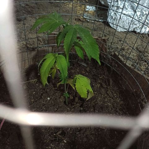 Gelato growlog timeline photo