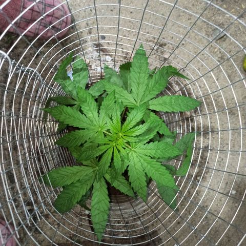 Power  #1 growlog timeline photo