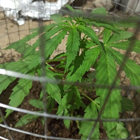 Power  #2 growlog timeline photo