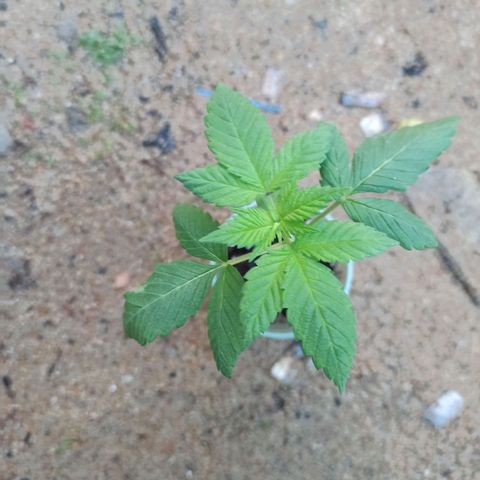 Northern growlog timeline photo