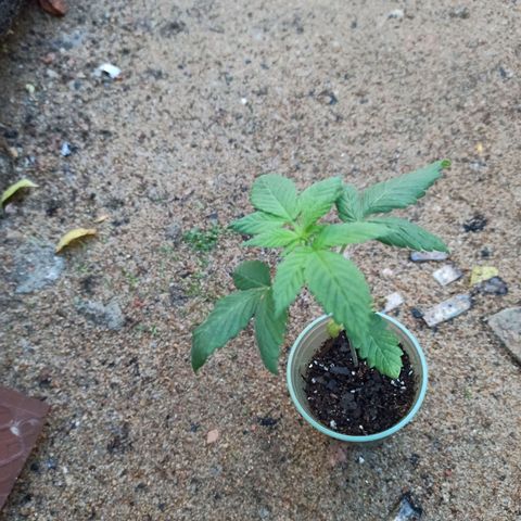 Northern growlog timeline photo