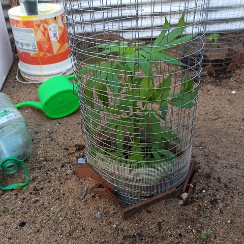 Power  #1 growlog timeline photo