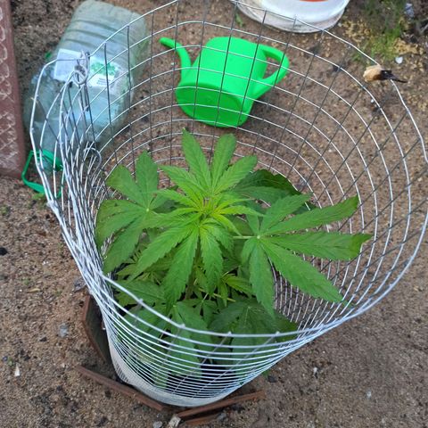 Power  #1 growlog timeline photo