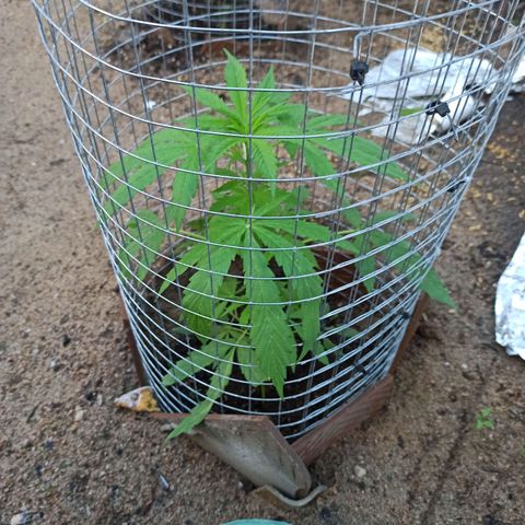 Power  #2 growlog timeline photo