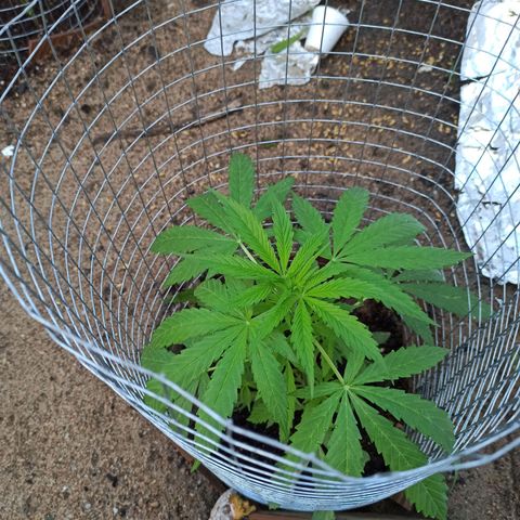 Power  #2 growlog timeline photo