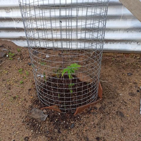 Gelato growlog timeline photo