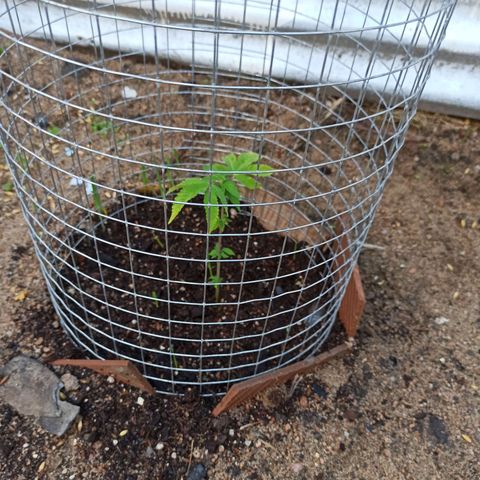 Gelato growlog timeline photo