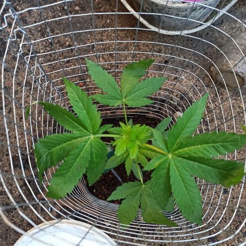 24 K growlog timeline photo